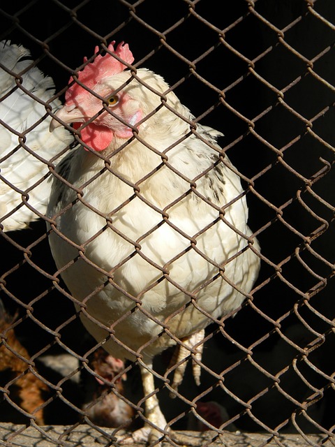 DO：纽卡向谢什科提交了改进报价，曼联愿付的价格低于纽卡